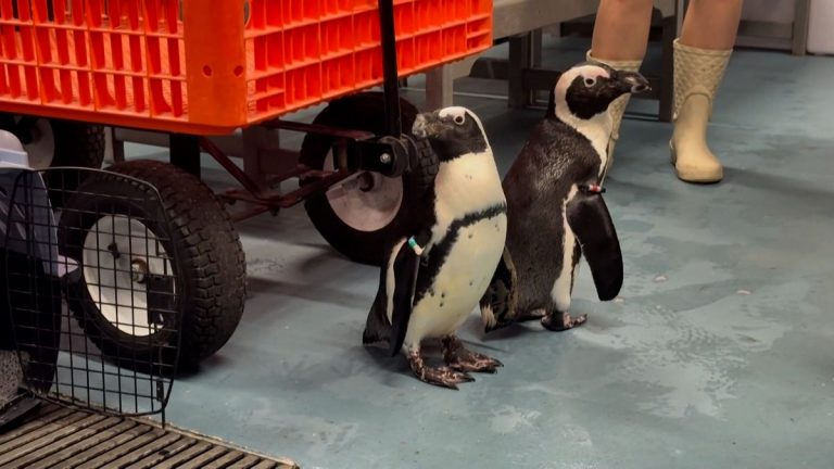 Video. Florida Milton Kasırgası için alarma geçti: Akvaryum hayvanları taşındı