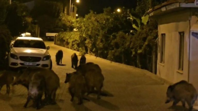 Yaban domuzları Marmaris kent merkezine indi